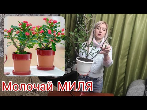 Video: Euphorbia smolasta: korisna svojstva, karakteristike reprodukcije i preporuke za njegu