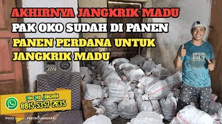 Download Lagu INILAH YANG DI TUNGGU TUNGGU PROSES PANEN JANGKRIK MADU👍👍 MP3