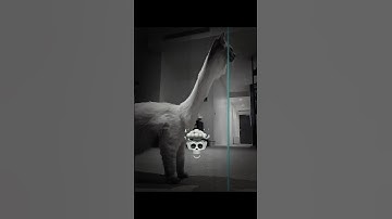 Cats time wrap scan 💀 #cat #trollfaceedit #troll