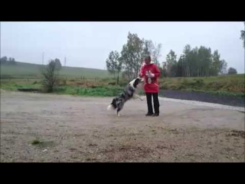 Jelen Vlčí Srdce