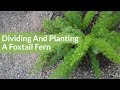 Getting 2 Plants From 1: Dividing & Planting A Foxtail Fern / Joy Us Garden