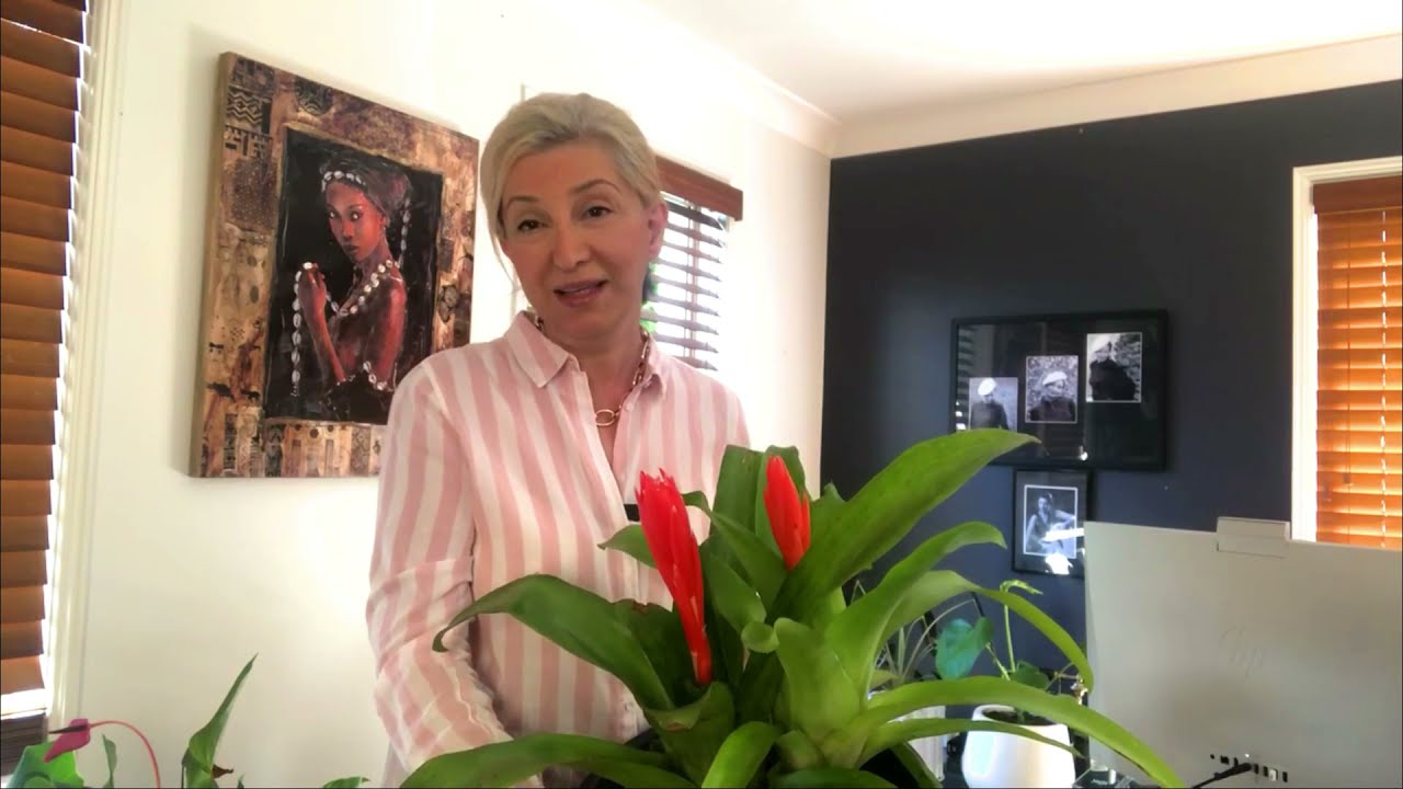 Guzmanya Çiçeği Bakımına ait püf noktaları ve çiçek açması!!