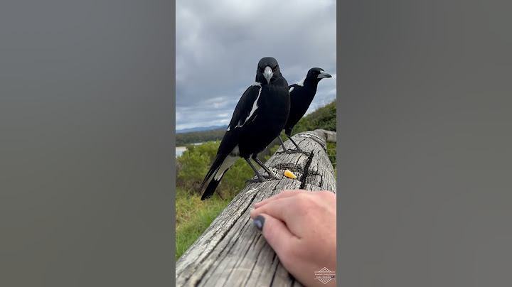 Singing for its supper Magpies #shorts