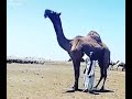 جمل سوداني عملاق ماشاء الله 