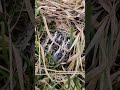 Hidden Quail