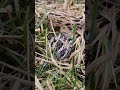 Hidden Quail