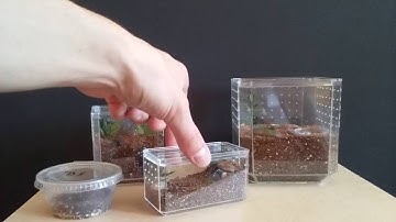 Easy Spiderling and Tarantula Enclosures From Hobby Lobby Display Cases