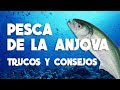 VIDEOS DE PESCA: TRUCOS DE PESCA ANJOVAS A SPINNING - SERRATA WATER WOLF - CHOVA