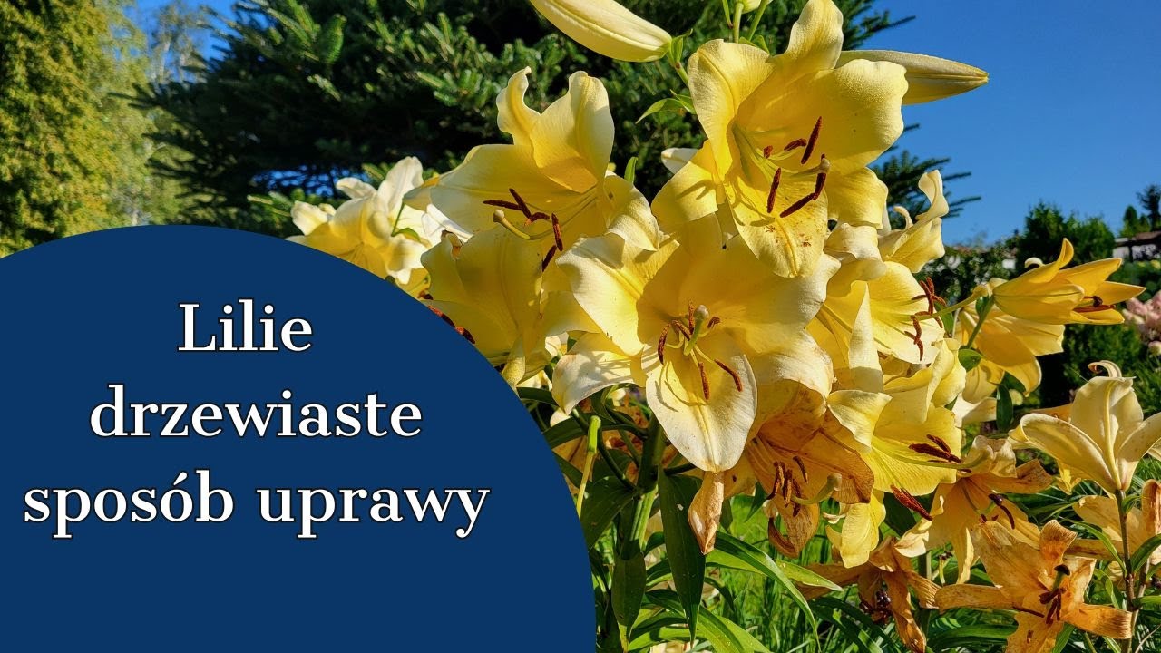 LILIE DRZEWIASTE 🏵 JAK UPRAWIAM  🏵🏵 ZDOBYŁAM NOWE ODMIANY