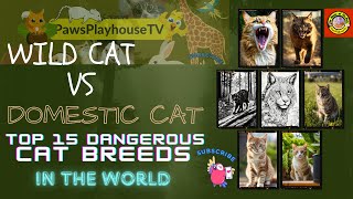 Domestic Cats vs. Wild Cats and Top 15 Dangerous Cat Breeds by PawsPlayhouseTV 76k Subscriber 1.3 M views  16 views 4 months ago 7 minutes, 26 seconds