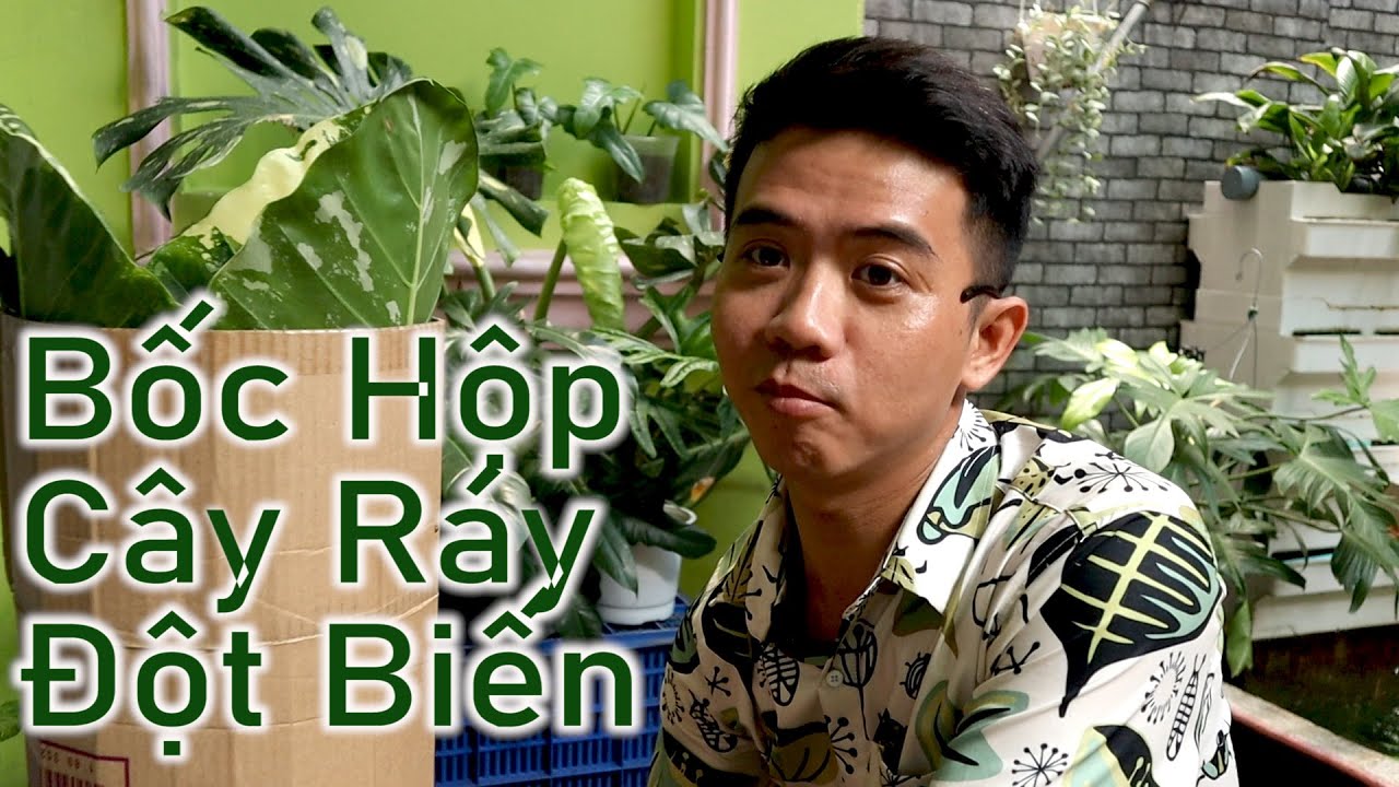 Ray Var UnBox Cây Ráy Var đột biến và thu hoạch | Kiểng Lá Nhà Tôi - YouTube