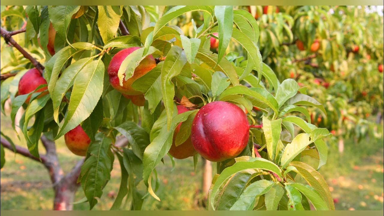 Персик золотая москва Персик золотая москва