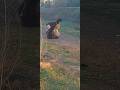 Dogs sharing a moment
