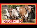 🔴 GANADERIA LECHERA ✅ Gyr Lechero La Raza Para Producir en Los Climas Calidos Vacas Lecheras Cow