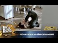 ВИДЕЛ КАК ЕГО ЖЕНУ УБИВАЮТ НО НАУТРО ОНА ЖИВА! Чёрная кошка в тёмной комнате Психология преступления