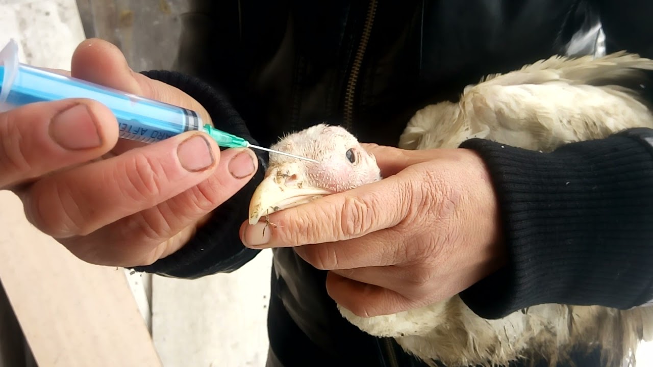 лечение индюка