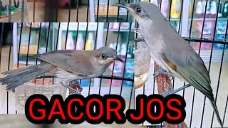 Cara Menjinakkan Burung Cucak Kombo,apa Makanannya ? agar Gacor