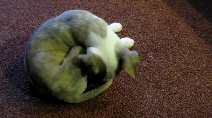 Willow the whippet puppy 3