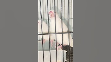 #birds #pets #budgies #viral #java #javasparrow#albinojava#sparrow