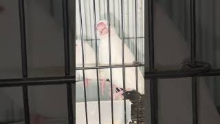 #birds #pets #budgies #viral #java #javasparrow#albinojava#sparrow