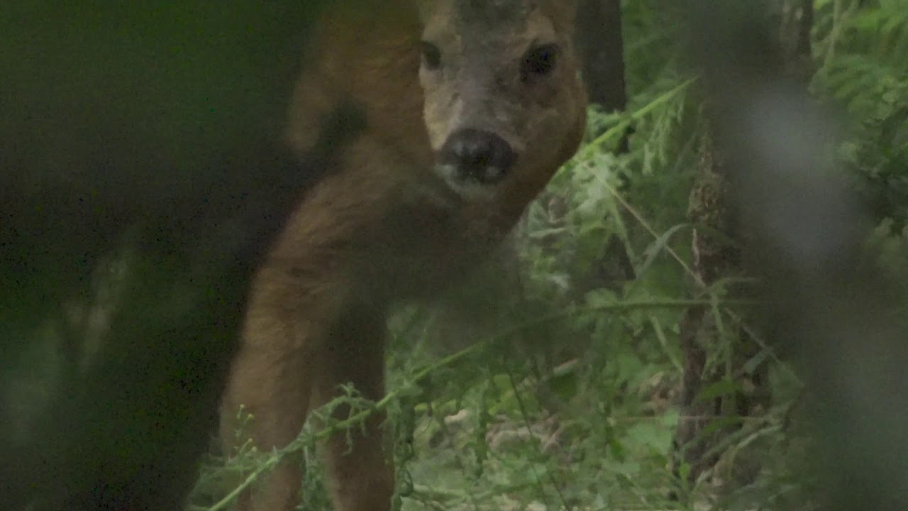 reebok harksteder bos 3 7 2020