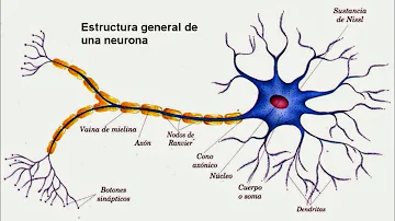 ¿Cuál es la función de la neurona multipolar?