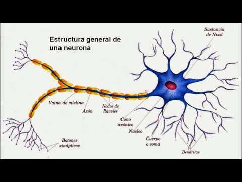 Neurona Unipolar