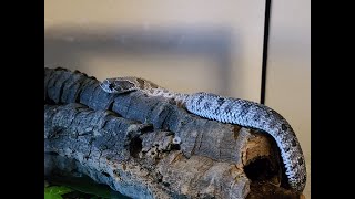 Get to Know Our Snakes! Series: Part Two - Pixel by Heart's Scales 1,002 views 1 year ago 7 minutes, 22 seconds