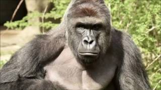 Harambe Tribute EARRAPE