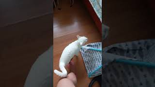 Sweet Little Cay And His Meow