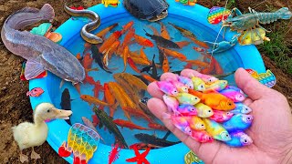 Catch Beautiful Aquarium Fish In The Pond Big Catfish Ornamental Fish Betta Fish Goldfish Koi