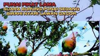 SUARA PIKAT PUNAI GACOR LAGI BIRAHI‼️