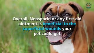 Is Neosporin Safe for My Dog and Cat? Other Pets?