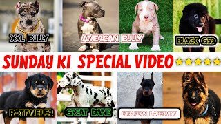 L American Bully European Doberman European Great Dane Pitbull Black Gsd Rottweiler
