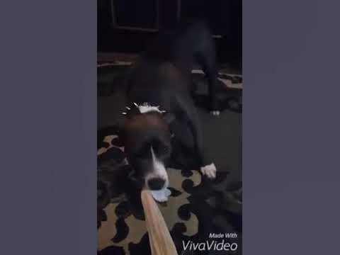 Підбуль - YouTube