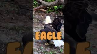 Athlete Statistics How to spell “EAGLE” 🦅