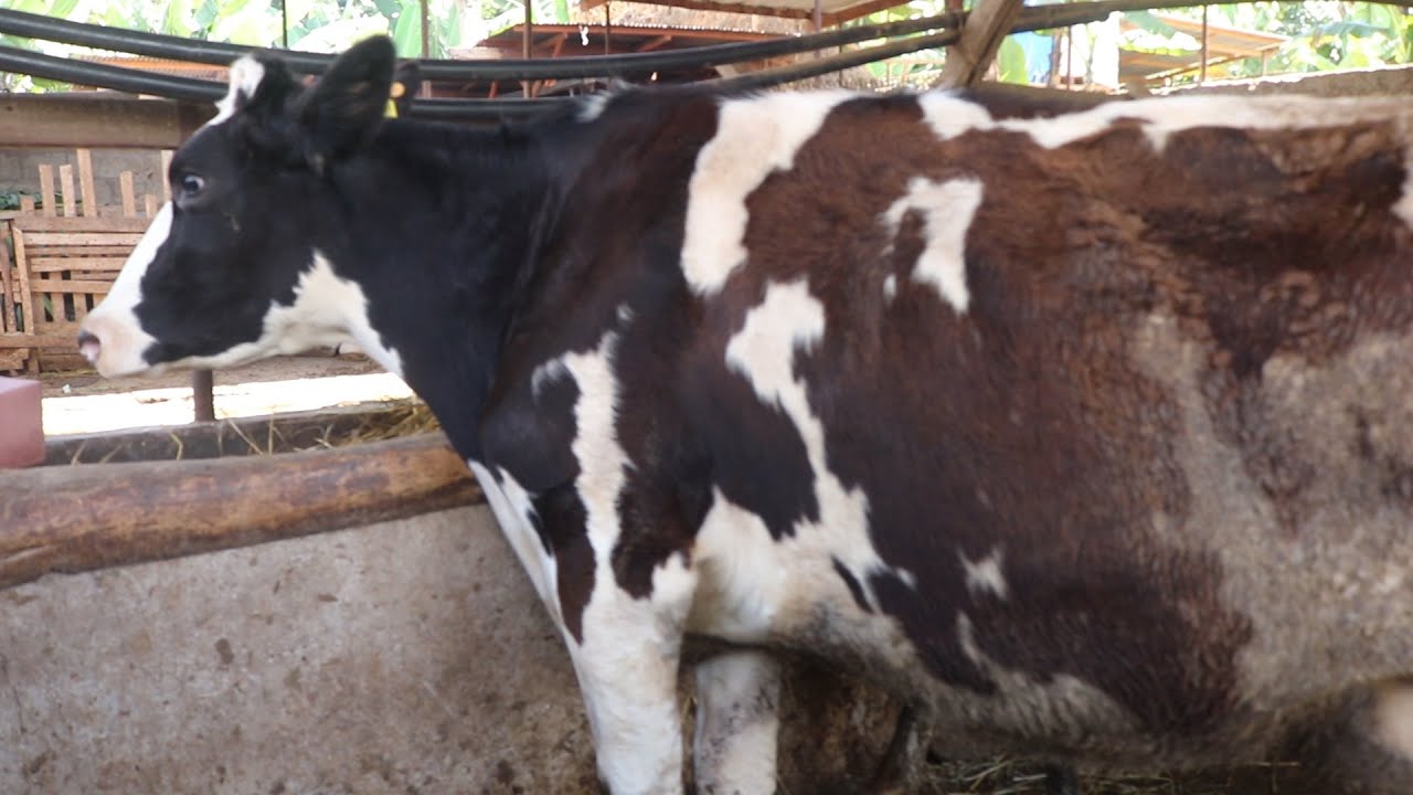 TAZAMA NG'OMBE WA MILIONI 12 ANAYEFUGWA ARUMERU MKOANI ARUSHA.