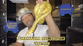 Phantom Suntiger “Deja” Updates & 1 1/2year growth rate🐍