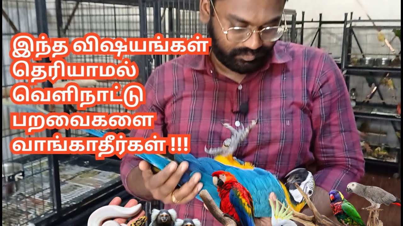 இந்த விஷயங்கள் தெரியாமல் வெளிநாட்டு பறவைகளை வாங்காதீர்கள்!!! | Hand Tamed Birds for Sale | Part 1