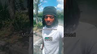 Monks arrested for weed in drug bust. What do you think about marijuana use in religion? #monks