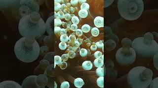 Octupus under the Sea Ocean Water Copy Right Free Video 2