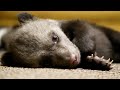 МЕДВЕЖАТА 2022 (продолжение) /BEAR CUBS 2022 (Part 2)