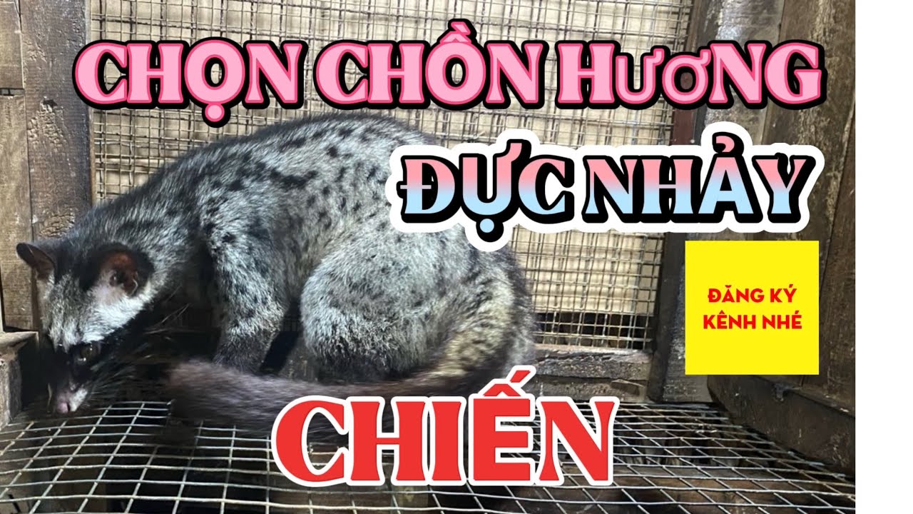 Kỷ thuật chọn chồn hương đực nhảy chiến,đực nhảy chất lượng @GiốngChồnHương #dongvat #thucung