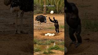 When Curiosity Meets Consequences Chimpanzee's Ostrich Egg Adventure #wildlife  #nature  #wild #egg
