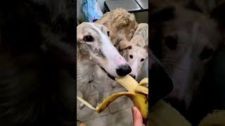 Длинный банан vs. Длинное лицо. Фаршируем борзых собак фруктовым наполнителем.