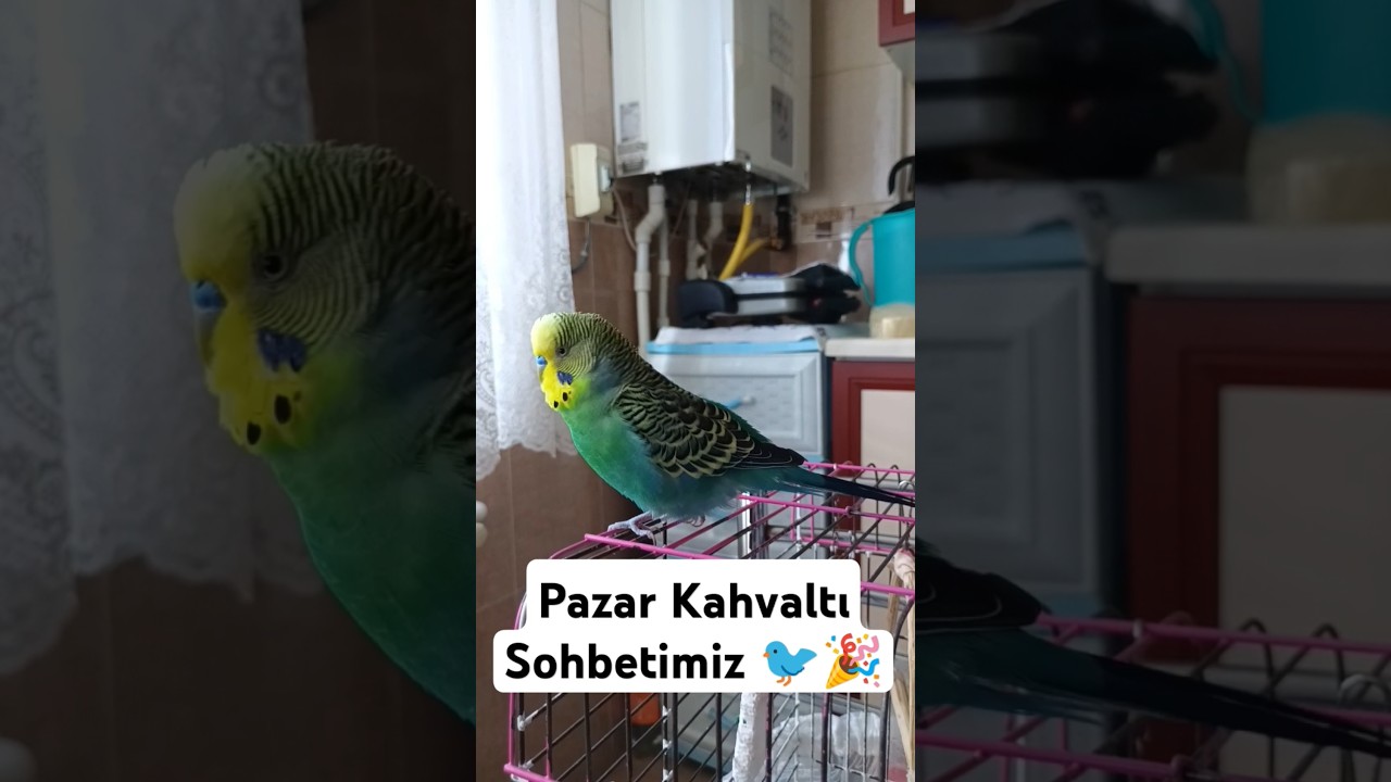 Klasik Pazar Kahvaltımız Balımla #muhabbetkuşufıstık #muhabbetkusu #birds #muhabbetkuslari #parrot