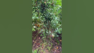 Cây Thanh trà NGỌT | 0386569374 - Ngọc Ngân Bến Tre | Chuyên cây độc lạ