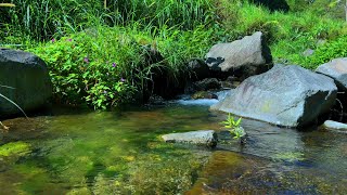Calm River Water Sounds for Deep Relaxation | ASMR Sleep, Study & Stress Relief