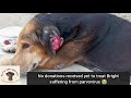 URGENT: Save Bright! Puppy Fighting for His Life Against Parvovirus ($500 Goal)