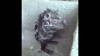 rat cleaning self like human with soap meme